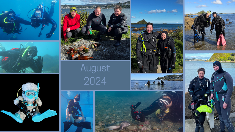 A collage of our divers out diving in August