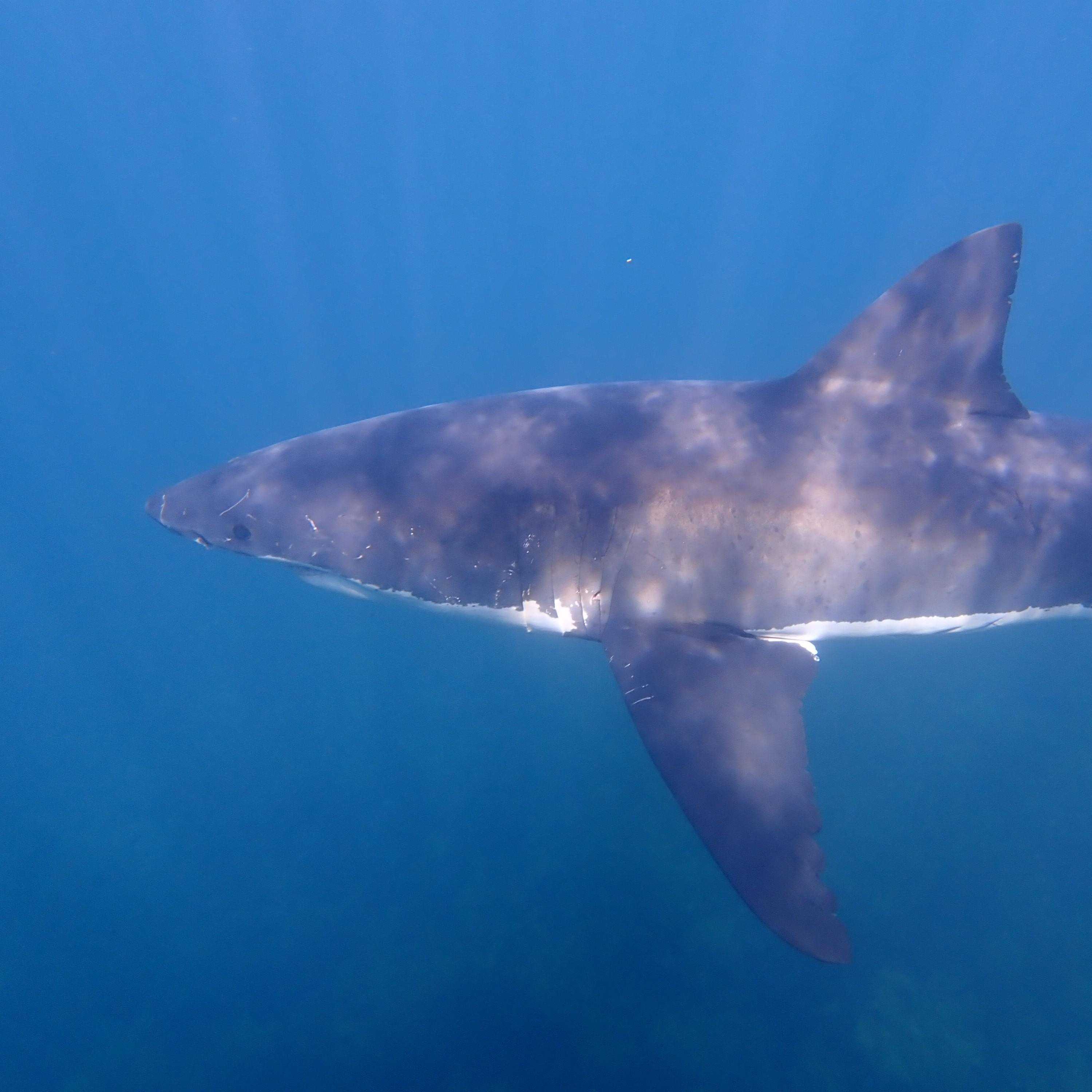shark